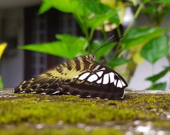 Parthenos sylvia