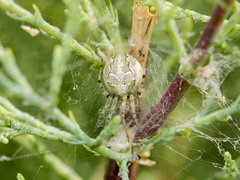 Araneus pallasi