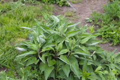 Saussurea pseudotilesii