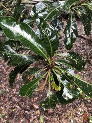 Planchonella pohlmaniana