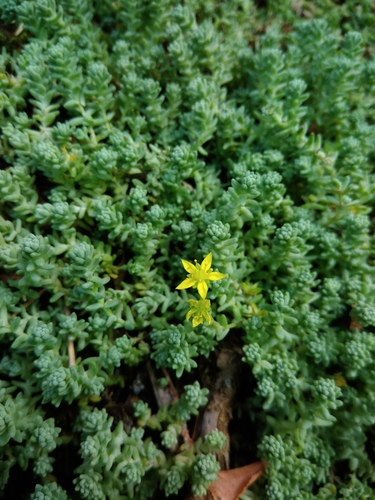 Sedum borissovae