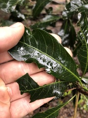 Planchonella pohlmaniana