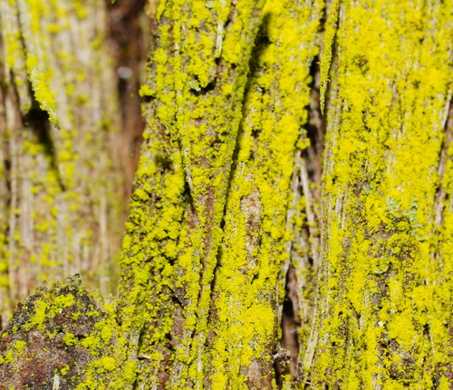 gold dust lichen