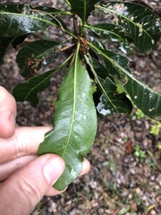 Planchonella pohlmaniana