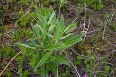 Saussurea pseudotilesii