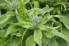 Saussurea pseudotilesii