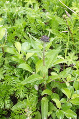 Saussurea pseudotilesii