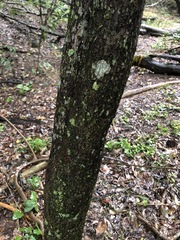 Planchonella pohlmaniana