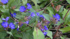 Ceratostigma plumbaginoides