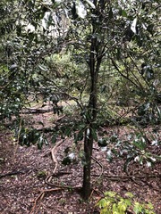 Planchonella pohlmaniana