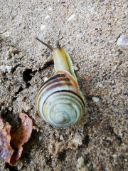 Caucasotachea vindobonensis