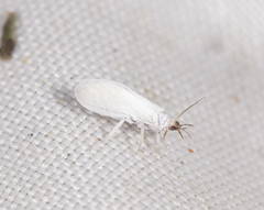 Coniopteryx