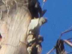 Cacatua galerita galerita