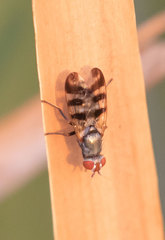 Ceroxys urticae