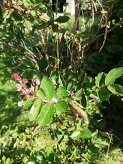 Lagerstroemia indica