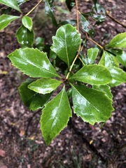 Auranticarpa rhombifolia