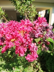 Lagerstroemia indica
