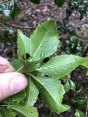 Auranticarpa rhombifolia