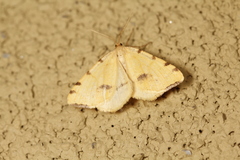 Macaria occiduaria