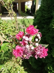 Lagerstroemia indica