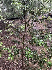 Auranticarpa rhombifolia