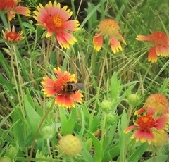 Svastra obliqua obliqua