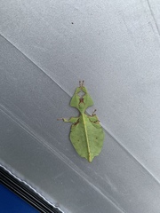 Pulchriphyllium bioculatum