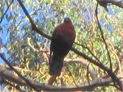 Alisterus scapularis scapularis