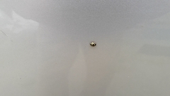 Propylea quatuordecimpunctata