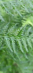 Athyrium distentifolium