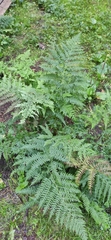 Athyrium distentifolium