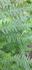 Athyrium distentifolium