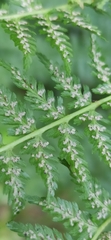 Athyrium distentifolium