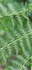 Athyrium distentifolium