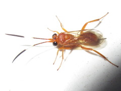 Hemigaster taiwana