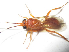 Hemigaster taiwana