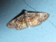 Araeopteron amoena