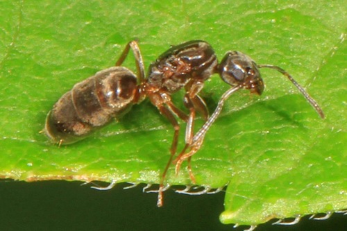Odorous House Ant photo 3