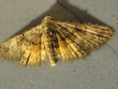 Araeopteron amoena