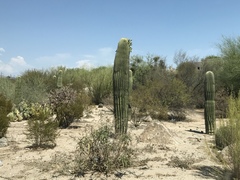 Carnegiea gigantea