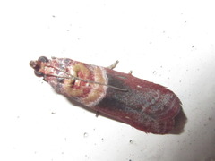 Calguia defiguralis