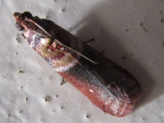 Calguia defiguralis
