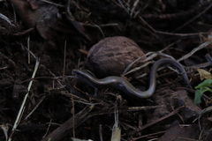 Ablepharus kitaibelii