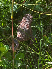 Bufo bufo