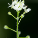 Circaea alpina pacifica - Photo 由 Jesse Rorabaugh 所上傳的 不保留任何權利