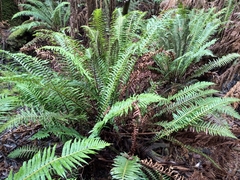 Blechnum nudum