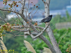 Acridotheres cristatellus formosanus