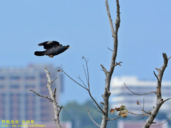 Acridotheres cristatellus formosanus