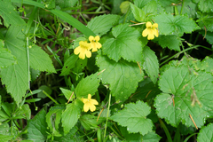 Erythranthe dentata