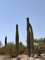 Carnegiea gigantea